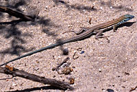 Baja California Whiptail