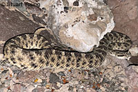 Isla Catalina Rattlesnake