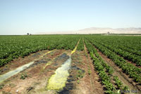 Great Plains Toad Habitat