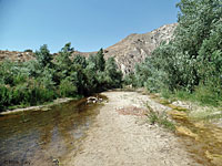 arroyo toad habitat