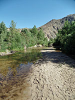 arroyo toad habitat