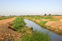 sonoran desert toad habitat