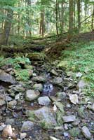 Cascade Torrent Salamander habitat