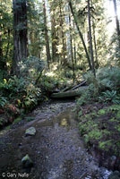 Coastal Tailed Frog Habitat