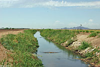 sonoran desert toad habitat