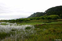 boreal toad habitat