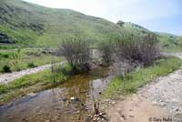 california toad habitat