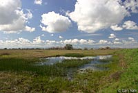 tiger salamander habitat