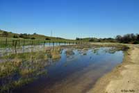 california toad habitat