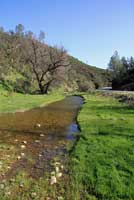 california toad habitat