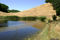 california toad habitat