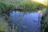 california toad tadpoles