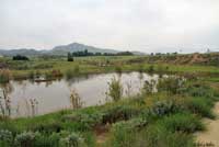 california toad habitat