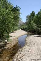 california toad habitat