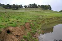 california toad habitat