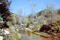 arroyo toad habitat