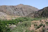 arroyo toad habitat