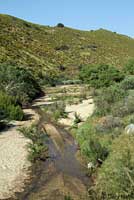 arroyo toad habitat