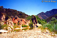 arroyo toad habitat