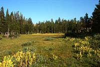 Yosemite Toad Habitat