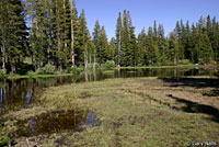 Sierra Nevada Yellow-legged Frog Habitat