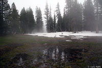 Yosemite Toad Habitat