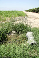 Great Plains Toad Habitat