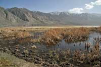 Black Toad Habitat