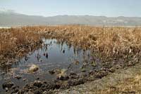 Black Toad Habitat