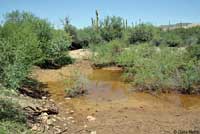 Red-spotted Toad Habitat