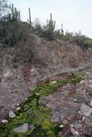 Red-spotted Toad Habitat