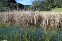 California Red-legged Frog Habitat