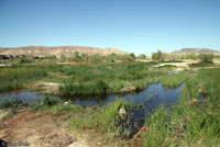 california toad habitat