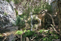 california toad habitat