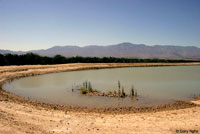 American Bullfrog Habitat