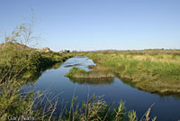 American Bullfrog Habitat