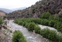 California Treefrog Habitat