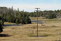 Southern Mountain Yellow-legged Frog Habitat