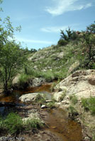 Lowland Leopard Frog habitat