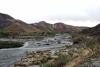 Baja California Treefrog Habitat