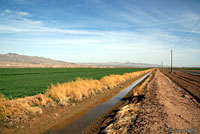 Arizona Toad Habitat