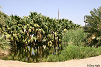 Rio Grande Leopard Frog Habitat