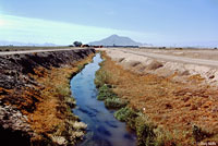 sonoran desert toad habitat