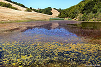 Red-eared Slider Habitat