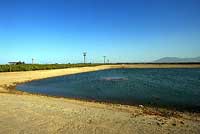 Rocky Mountain Toad Breeding Habitat