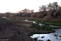 arroyo toad habitat