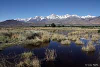 Northern Leopard Frog Habitat