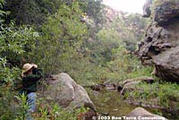 California Treefrog Habitat