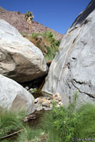 California Treefrog Habitat