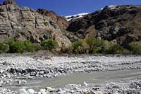 California Treefrog Habitat